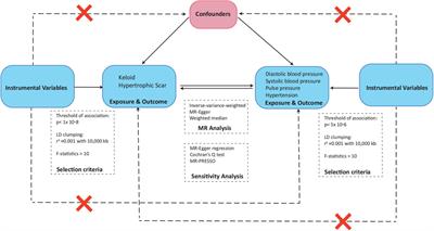 Evidence of a causal relationship between blood pressure and pathological scars: a bidirectional Mendelian randomization study